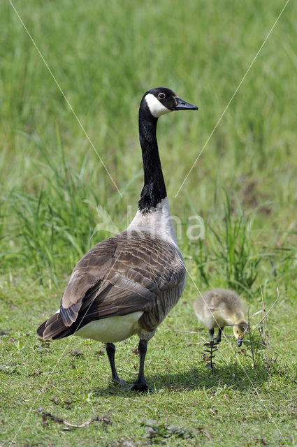 Canada Goose (Branta canadensis)