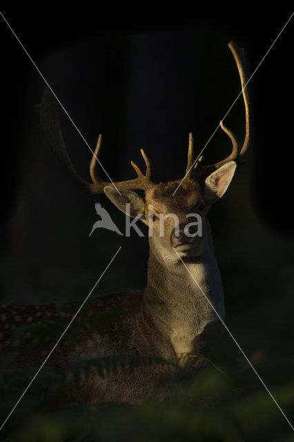Fallow Deer (Dama dama)