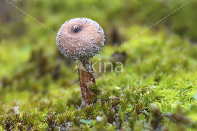 Donkerstelige stuifbal (Tulostoma melanocyclum)