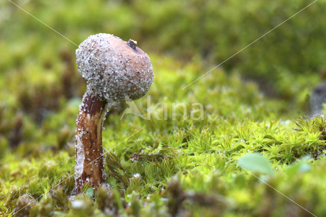 Tulostoma melanocyclum