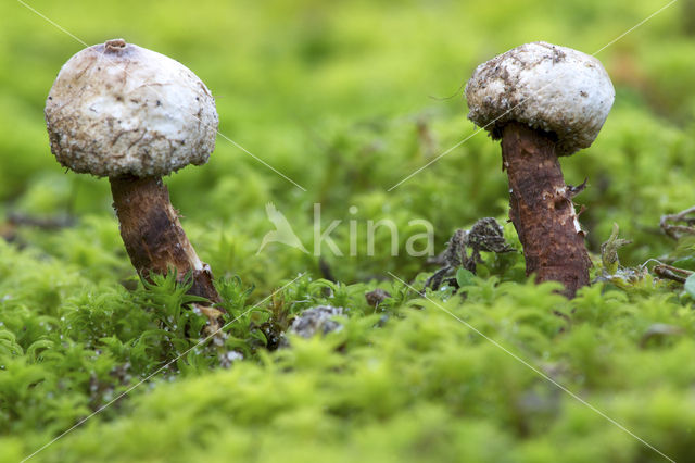 Tulostoma melanocyclum