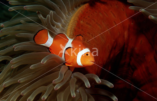 anemonefish