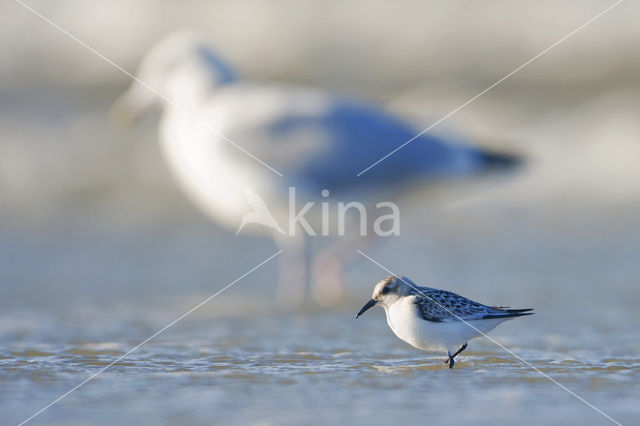 Drieteenstrandloper (Calidris alba)