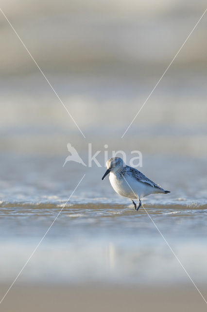 Drieteenstrandloper (Calidris alba)