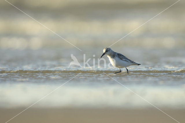 Drieteenstrandloper (Calidris alba)
