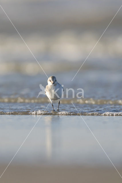 Sanderling (Calidris alba)
