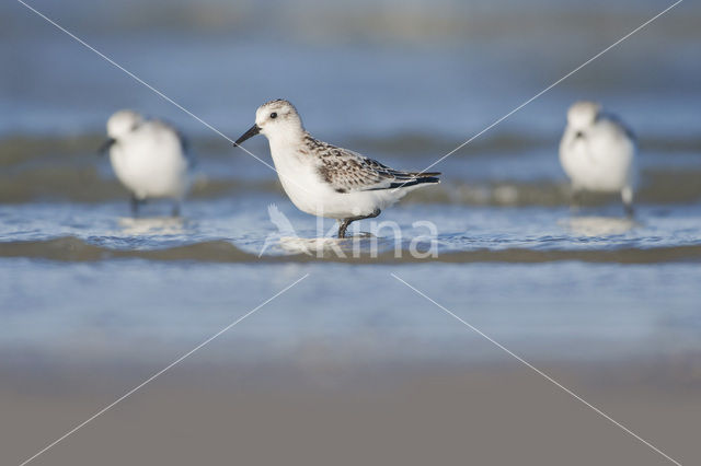 Drieteenstrandloper (Calidris alba)