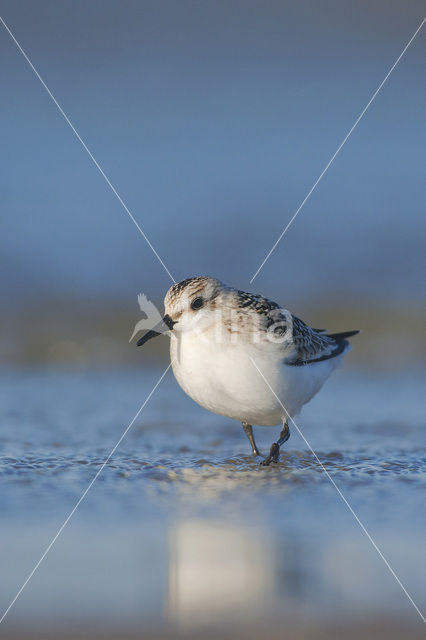 Drieteenstrandloper (Calidris alba)