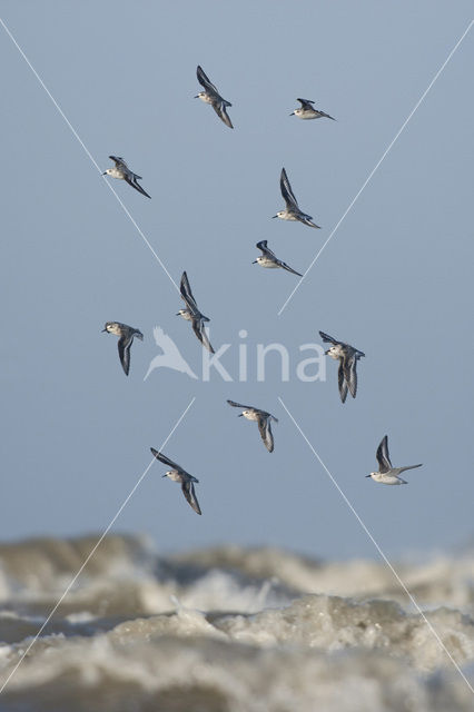 Drieteenstrandloper (Calidris alba)