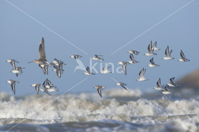 Sanderling (Calidris alba)