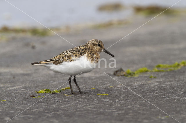 Drieteenstrandloper (Calidris alba)