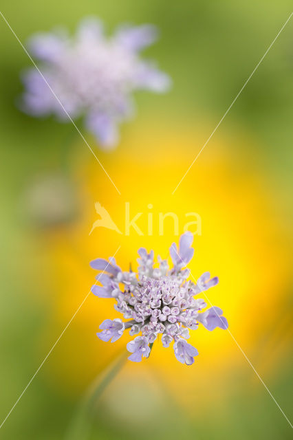 Small Scabious (Scabiosa columbaria)