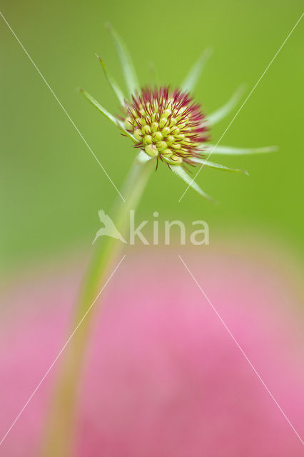 Duifkruid (Scabiosa columbaria)