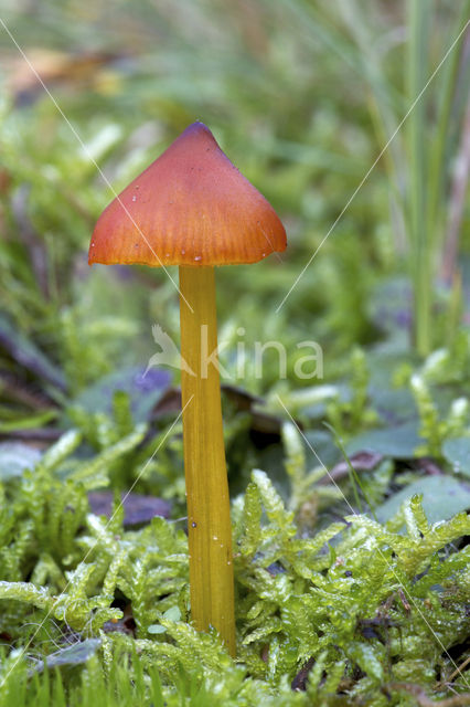 Duinwasplaat (Hygrocybe conicoides)