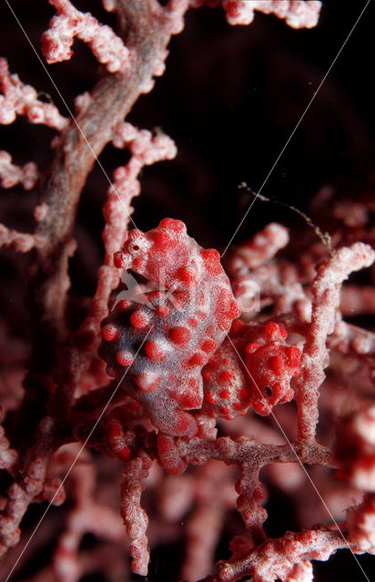 Dwerg zeepaardje (Hippocampus bargibanti)