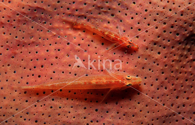 Common ghost goby (Pleurosicya mossambica)