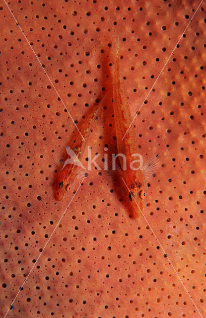 Common ghost goby (Pleurosicya mossambica)