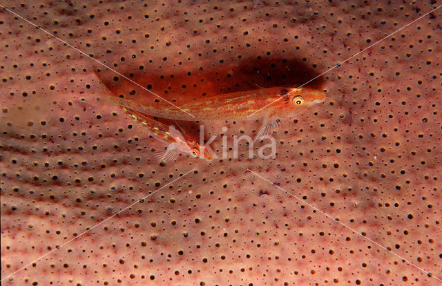 Common ghost goby (Pleurosicya mossambica)