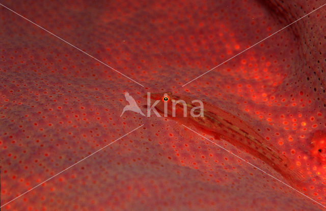 Common ghost goby (Pleurosicya mossambica)