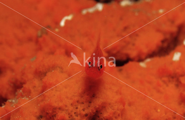 Dwerggrondel (Pleurosicya mossambica)