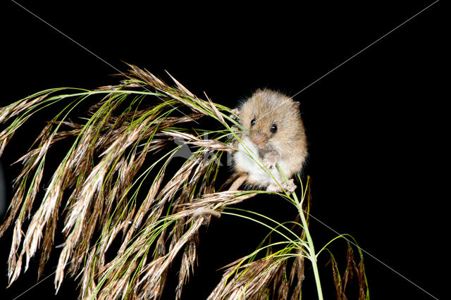 Harvest Mouse (Micromys minutus)