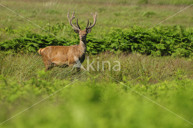 Red Deer (Cervus elaphus)