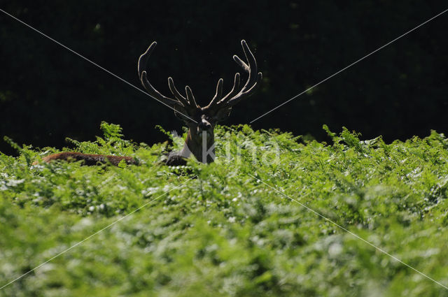 Red Deer (Cervus elaphus)