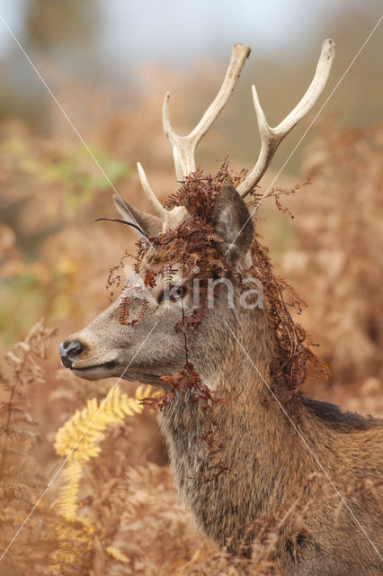 Red Deer (Cervus elaphus)