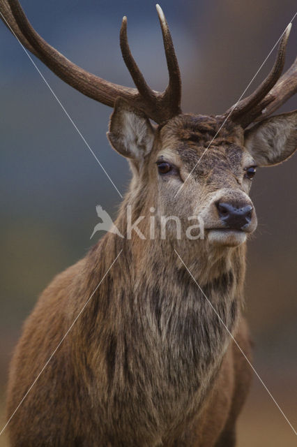 Red Deer (Cervus elaphus)
