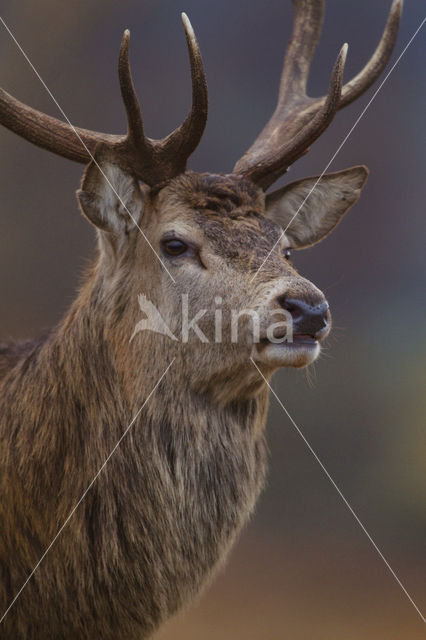 Red Deer (Cervus elaphus)