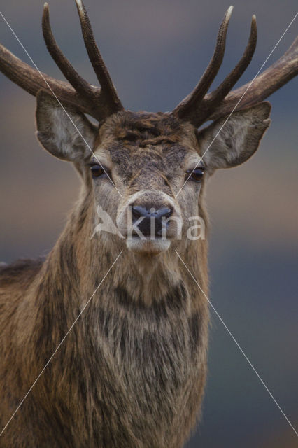 Red Deer (Cervus elaphus)