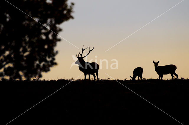 Red Deer (Cervus elaphus)