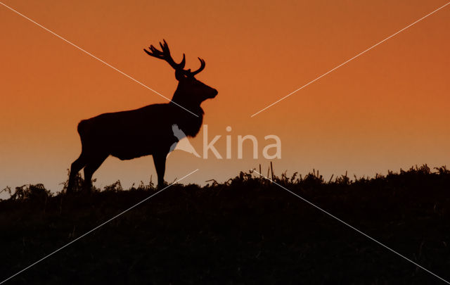 Red Deer (Cervus elaphus)