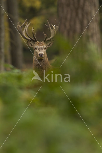Red Deer (Cervus elaphus)