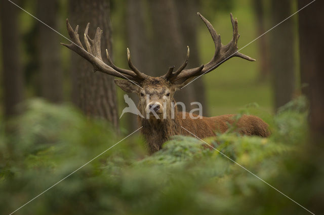 Red Deer (Cervus elaphus)