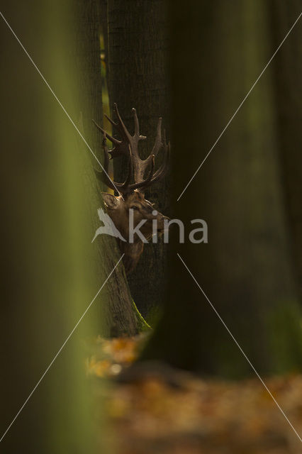 Edelhert (Cervus elaphus)