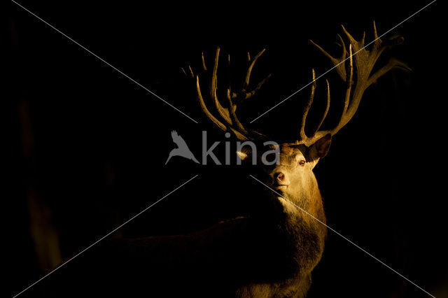 Red Deer (Cervus elaphus)