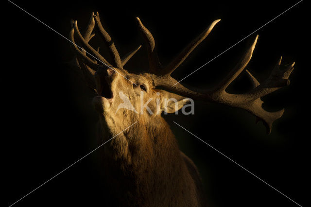 Red Deer (Cervus elaphus)