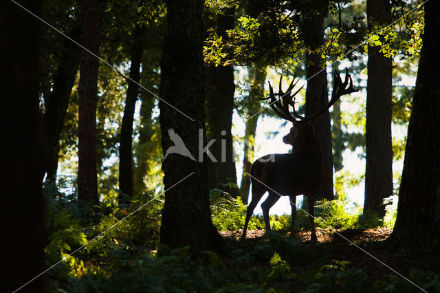 Red Deer (Cervus elaphus)