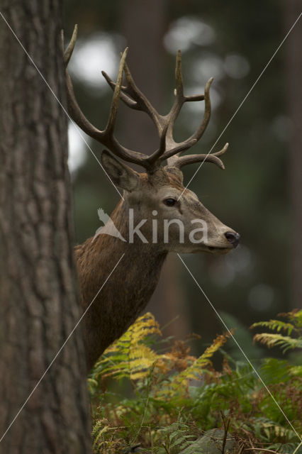 Red Deer (Cervus elaphus)
