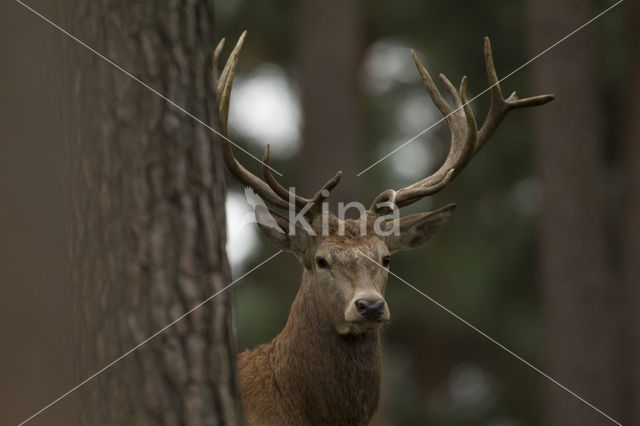 Edelhert (Cervus elaphus)