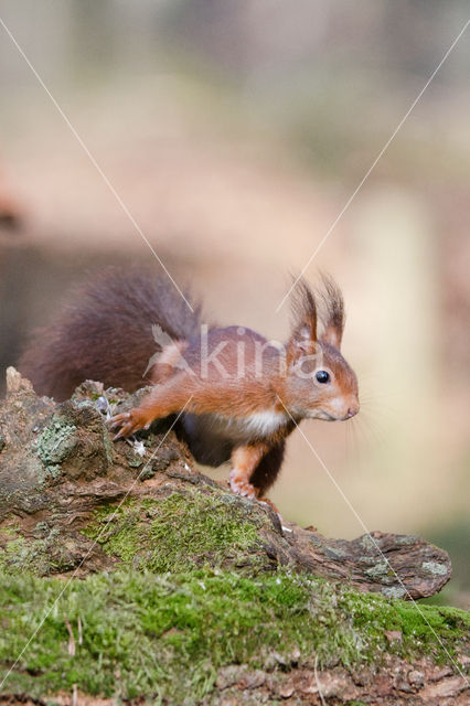 Red Squirrel (Sciurus vulgaris)