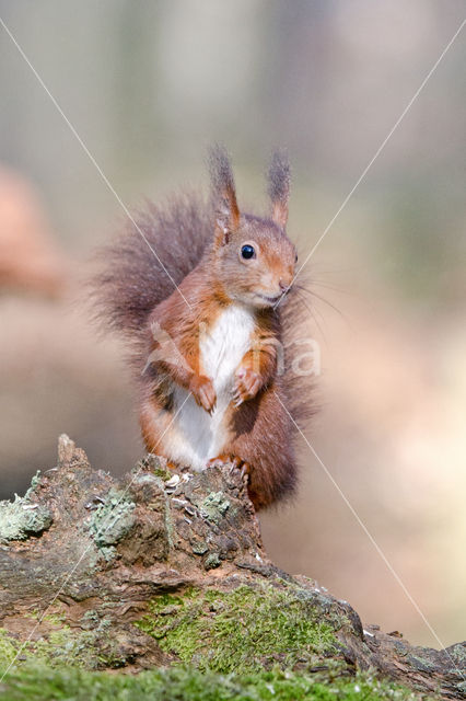 Red Squirrel (Sciurus vulgaris)