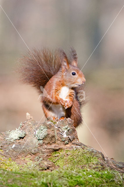 Red Squirrel (Sciurus vulgaris)