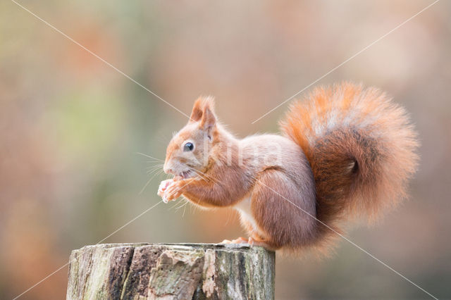 Red Squirrel (Sciurus vulgaris)