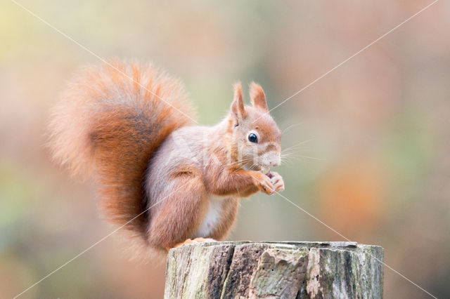 Red Squirrel (Sciurus vulgaris)