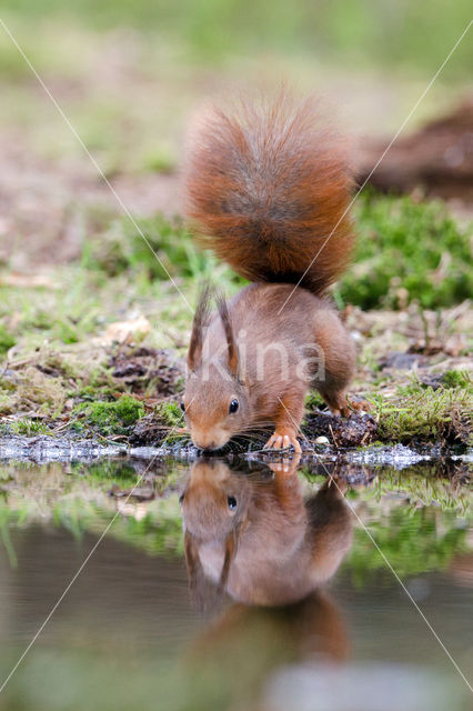 Red Squirrel (Sciurus vulgaris)