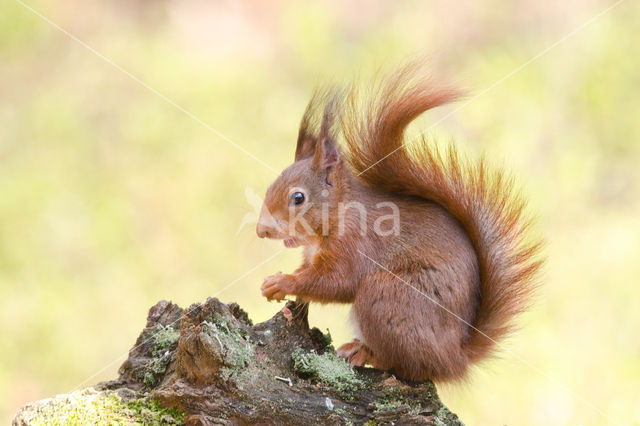 Eekhoorn (Sciurus vulgaris)