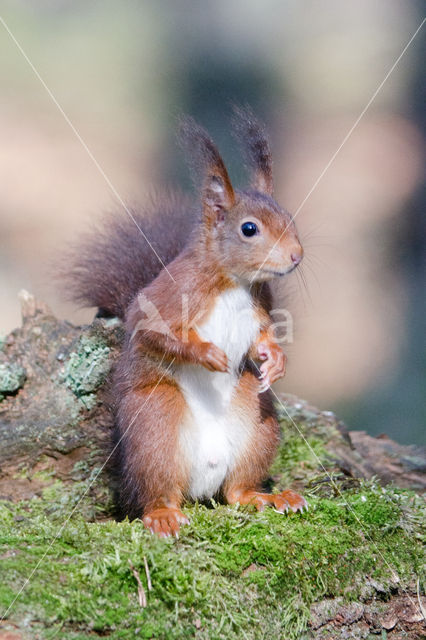 Red Squirrel (Sciurus vulgaris)