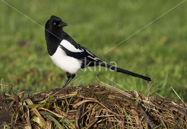 Black-billed Magpie (Pica pica)